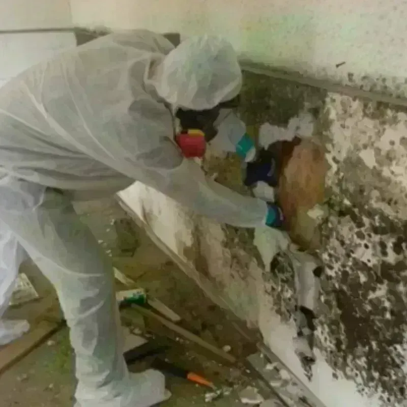 Mold Remediation and Removal in Center, NE